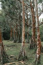 Vertical shot of a common screwpine tree (Pandanus utilis) forest, trees with multiple roots