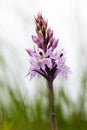 Vertical shot of a common spotted orchid at the Morgans Hill nature reserve at Calne, Wiltshire Royalty Free Stock Photo