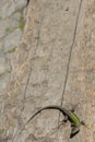 Vertical shot of a common wall lizard crawling on wood under the sunlight at daytime Royalty Free Stock Photo