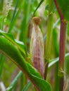 Vertical shot of a corn plant bearing a fruit Royalty Free Stock Photo