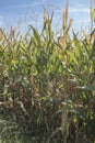 Vertical shot of cornfield with a clear sky background Royalty Free Stock Photo