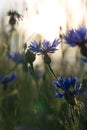 Vertical shot of the cornflower in a selective focus on the background of soft sunlight Royalty Free Stock Photo