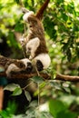 Vertical shot of the cotton-top tamarins on the tree in the rainforest