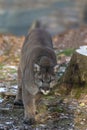 Vertical shot of a cougar walking towards the camera