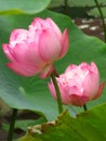 Vertical shot of a couple of divine lotus flowers surrounded with leaves Royalty Free Stock Photo