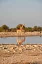 Vertical shot of a couple of giraffes in a desert