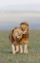 Vertical shot of a couple of lions walking in the field