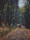 Vertical shot of a couple walking on a path in an autumnal forest Royalty Free Stock Photo