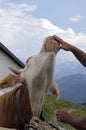 Vertical shot of a cow licking a person's hand Royalty Free Stock Photo