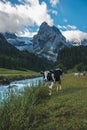 Vertical shot of a cow next to a creek with a snowy mountain, trees and a blue sky in the background