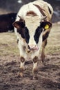 Vertical shot of cow with tongue out Royalty Free Stock Photo