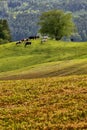 Vertical shot of cows on a grassy field near trees Royalty Free Stock Photo