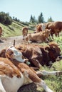 Vertical shot of cows laying on the grass and resting under the sun Royalty Free Stock Photo