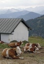 Vertical shot of cows laying on the ground near a house with mountains in the background Royalty Free Stock Photo