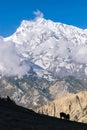 Vertical shot of cows in Ngawal under white glacier on Annapurna circuit trek, Nepal with blue sky Royalty Free Stock Photo