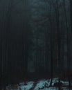 Vertical shot of a creepy dark forest with tall trees on foggy weather, during winter Royalty Free Stock Photo