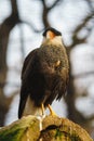 Vertical shot of a crested caracara bird perched on a tree branch looking alert towards the side