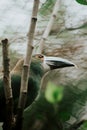 Vertical shot of a Crimson-rumped toucanet on a tree