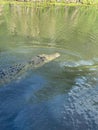 Vertical shot of a crocodile (Crocodilia ) swimming in a lake in tropical North Queesnland