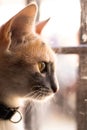 Vertical shot of a curious cat looking intently through a window Royalty Free Stock Photo