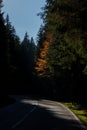 Vertical shot of a curvy path through the autumn forest