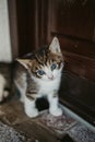 Vertical shot of a cute baby kitten staring into the camera with sad blue eyes Royalty Free Stock Photo