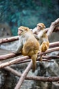 Vertical shot of cute Barbary macaques (Macaca sylvanus) sitting on a tree branch in a zoo