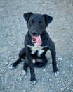 Vertical shot of a cute black Patterdale Terrier dog sitting on the asphalt ground