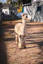 Vertical Shot Of A Cute Brown Alpaca &#x28;Vicugna Pacos&#x29; At A Farm On The Sunny Blurred Background