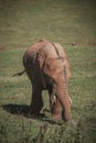 Vertical shot of a cute brown elephant in the green field