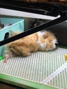 Vertical shot of a cute brown and white guinea pig sleeping Royalty Free Stock Photo