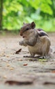 Vertical shot of a cute chipmunk enjoying a snack of nuts in a park setting