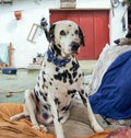 Vertical shot of a cute Dalmatian sitting outdoor Royalty Free Stock Photo