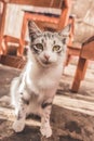 Vertical shot of a cute domestic cat with long whiskers sitting in front of a wooden garden table Royalty Free Stock Photo
