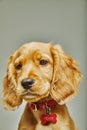 Vertical shot of a cute English cocker spaniel with a collar isolated on a gray background