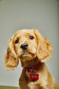 Vertical shot of a cute English cocker spaniel with a collar isolated on a gray background