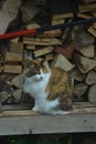 Vertical shot of a cute fluffy cat resting against a stack of woods in the background