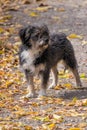 Vertical shot of a cute fluffy Miniature Schnauzer dog in the park with yellow leaves on the ground