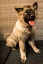 Vertical shot of a cute fluffy Norwegian Lundehund puppy looking aside