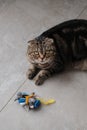 Vertical shot of a cute fluffy Scottish Fold cat playing with a dressed-up toy mouse