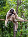 Vertical shot of a cute Gibbon (Hylobatidae) sitting on a rope with trees in the background