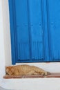 Vertical shot of a cute ginger cat lying under a blue wooden door Royalty Free Stock Photo