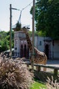 Vertical shot of a cute giraffe standing inside the fencing in the zoo Royalty Free Stock Photo