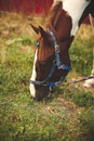 Vertical shot of a cute grazing horse at a stable in Ontario, Canada on the blurred background