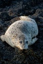 Vertical shot of a cute harbor or common seal lying on its belly on black rocks with eyes opened Royalty Free Stock Photo