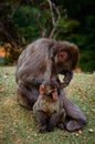 Vertical shot of a cute interaction between mother and child monkeys in the middle of a field