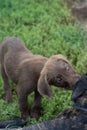 Vertical shot of a cute little brown puppy dog playing outside in a sunny green field of grass Royalty Free Stock Photo