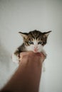 Vertical shot of a cute little kitten with blue eyes in the palm of a person