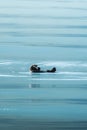 Vertical shot of a cute little otter swimming in the water in Alaska