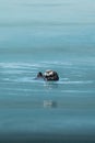 Vertical shot of a cute little otter swimming in the water in Alaska